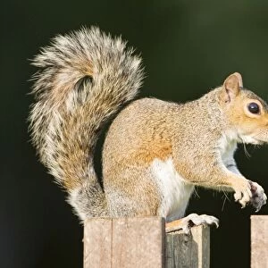 Grey Squirrel on wooden fence. UK