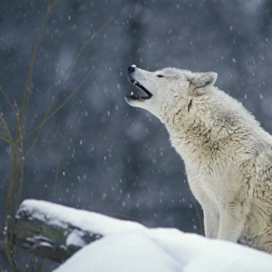 Grey Wolf / Timber Wolf - howling. Western U. S