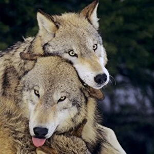 Two Grey Wolves playing - dominance behavior. Note: there is a third wolf whose ears just show at the bottom of the frame