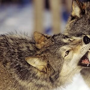 Grey Wolves In winter involved in dominance behavior--usually no one gets hurt in these short but intense displays. Minnesota