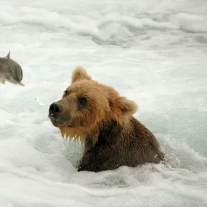 Grizzly Bear - Catching salmon from river