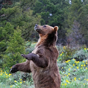 Grizzly bear - on hind legs. Montana - USA