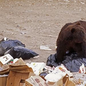 Grizzly Bear WAT 2132 in rubbish. Alaska. Ursus horribilis © M. Watson / ardea. com