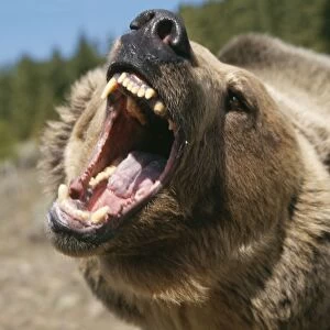 Grizzly Bear WAT 4240 Ursus arctos © M. Watson / ardea. com