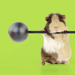 Guinea pig lifting weights Digital Manipulation: background white to green