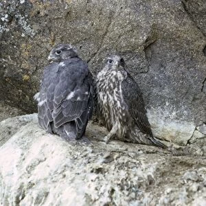 Gyrfalcon / Gyr Falcon - young on rock ledge - Alaska