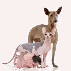 Hairless Animals - Mexican Hairless Dog, Sphinx Cat, rodent & rat