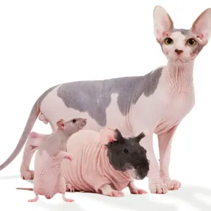 Hairless Animals Print - Sphinx Cats, Rodents and Rats