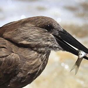 Hammerkop / Hammerkopf / Hammerhead / Hammerhead Stork / Umbrette / Umber Bird / Tufted Umber / Anvilhead - standing in water catching fish - Tanzania