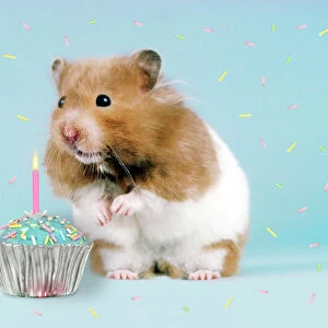 Hamster - with cake and candle Digital Manipulation: added left eye - replaced left foot - removed nuts from foreground - leant Hamster to the left - added cake & candle - added coloured sprinkles