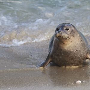 Harbor Seal - pup on shore - January in San Diego California, USA