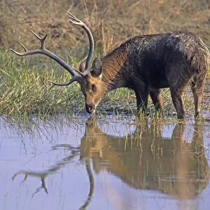 Hard-ground Swamp Deer drinking from a pond, Kanha National Park, India