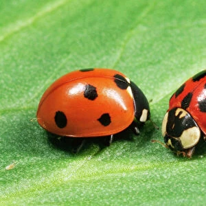 Harlequin Ladybird - with 7-spot Ladybird on the left