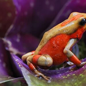Harlequin Poison Frog - on bromeliad Cauca, Colombia