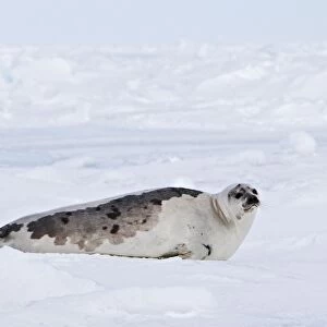 Harp Seal - adult female Magdalen Islands Quebec Canada