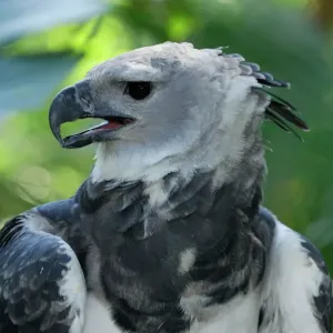 Harpy Eagle Print - Belize Harpy Eagle Print - Belize
