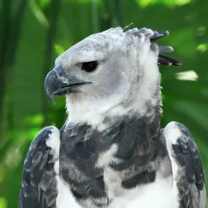 Harpy Eagle Print, Belize Harpy Eagle Print, Belize