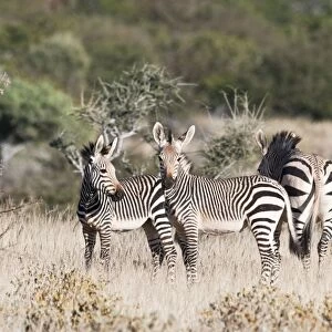 Hartmann's mountain zebra - Group in scrub - Northern Namibia