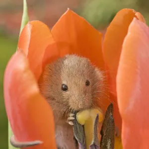 Harvest Mouse - in Tulip flower