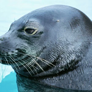 Phocidae Postcard Collection: Hawaiian Monk Seal