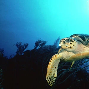 Hawksbill Turtle - front-view one flipper up Bahamas, Caribbean
