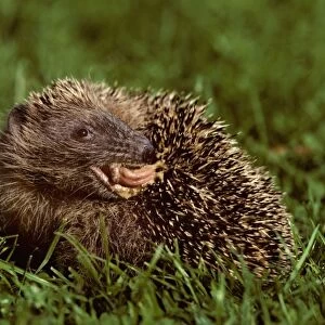 Hedgehog licking his back in garden