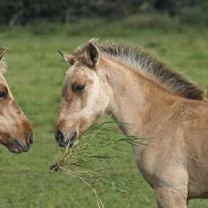 Henson / Somme Horse - foal in field. France. Is a bloodstock French born in the early 1970s on the site Marquenterre. Has been recognised by the French Ministry of Agriculture as a breed since 2003. Now found throughout the Bay of Somme