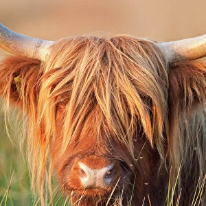 Highland Cattle - Norfolk grazing marsh - UK