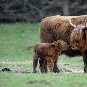Highland Cow with Calf - Calf seeking contact mother-cow, on meadow. Lower Saxony, Germany