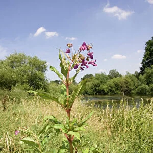 Himalayan balsam plants invading banks of River Wye, UK