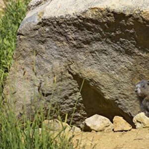Hoary Marmot - Young at burrow Mount Rainier National Park, Washington State, USA MA000254