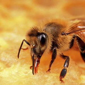Honey Bee Worker tending honeycomb, UK