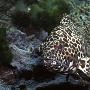 Honeycomb cod - common along most coral reefs. Heron Island, Australia