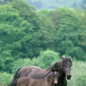 Horse Collection: Welsh cob