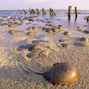 Horseshoe Crab - often found on beach after tide recedes. Sea groynes in background