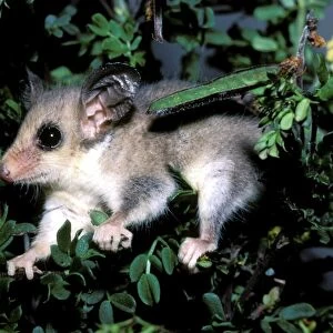 Burramyidae Cushion Collection: Western Pygmy Possum