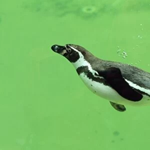 Humboldt / Peruvian Penguin
