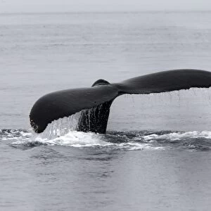 Humpback Whale - Johnstone Strait - British Colombia - Canada