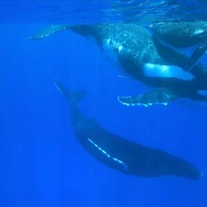 Humpback whale - Mother, calf and escort. Vava'u, Tonga, South Pacific