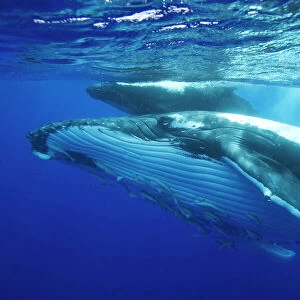 Humpback whale - Mother and calf. Note the throat pleats of the mother, and the numerous remoras hitching a ride on the whale. Vava'u, Tonga, South Pacific