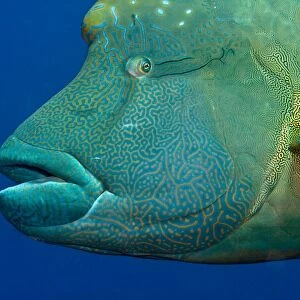 Humphead / Napoleon Wrasse Fish - Red Sea
