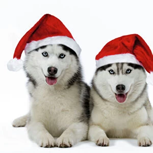 Christmas Photographic Print Collection: Dogs