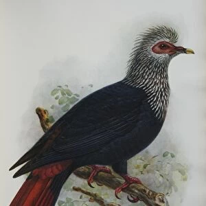 Illustration: Mauritius Blue Pigeon- from Rothshchild 1907, original artwork by J G Keulemans