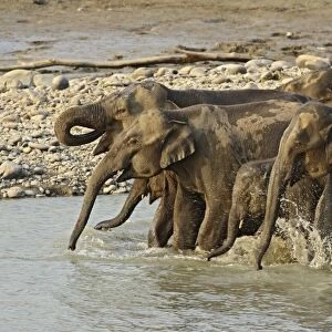 Indian / Asian Elephant - herd drinking at water. Corbett National Park - Uttaranchal - India