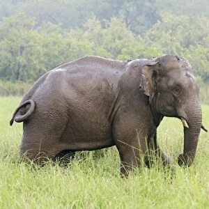 Indian / Asian Elephant after the rain, Corbett National Park, India