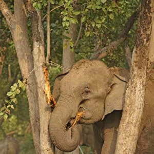 Indian / Asian Elephant striping bark Corbett National Park, Uttaranchal, India