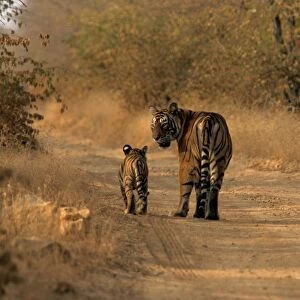 Indian / Bengal Tiger - with two cubs Ranthambhor National Park, India