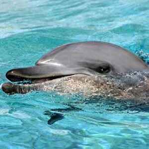 Indian Ocean Bottlenose Dophin - in water