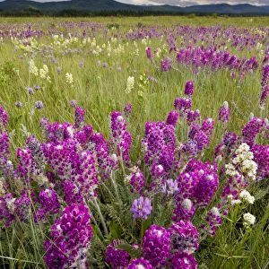 Intensely flowery mid-altitude prairie grassland, with Showy locoweed and Mountain Locoweed, Bow Valley, Alberta, Canada