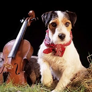Jack Russell - in gypsy setting